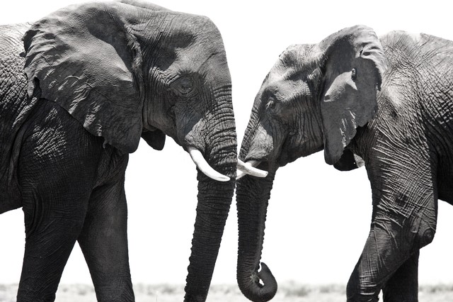 Two elephants, Chobe River (black and white, #2), Botswana, Africa