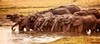 PANORAMA: Elephants at the watering hole, Hwange National Park, Zimbabwe
