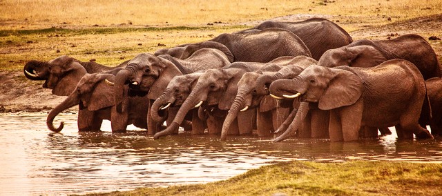 PANORAMA: Elephants at the watering hole, Hwange National Park, Zimbabwe