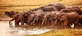 PANORAMA: Elephants at the watering hole, Hwange National Park, Zimbabwe