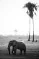 Elephant and palm trees at dusk, Hwange National Park, Zimbabwe