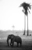 Elephant and palm trees at dusk, Hwange National Park, Zimbabwe
