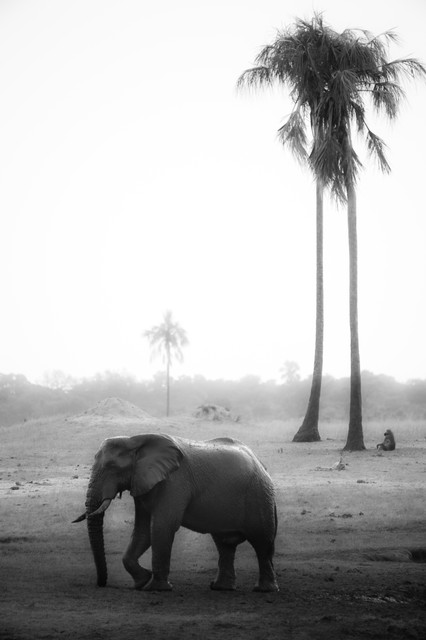 Elephant and palm trees at dusk, Hwange National Park, Zimbabwe