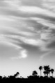 Clouds over palm trees at twilight (#2, black and white), Hwange National Park, Zimbabwe