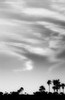 Clouds over palm trees at twilight (#2, black and white), Hwange National Park, Zimbabwe