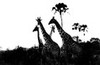 Giraffes and palm trees at twilight (black and white), Hwange National Park, Zimbabwe