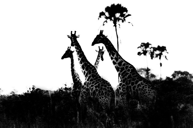 Giraffes and palm trees at twilight (black and white), Hwange National Park, Zimbabwe