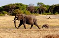 Elephant and calf at dawn... Hwange National Park, Zimbabwe