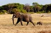 Elephant and calf at dawn... Hwange National Park, Zimbabwe