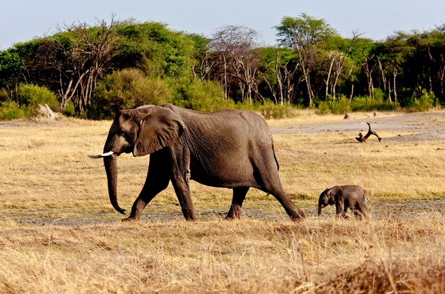 Elephant and calf at dawn... Hwange National Park, Zimbabwe