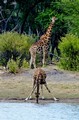 Giraffe and calf at waterhole, Hwange National Park, Zimbabwe