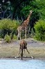 Giraffe and calf at waterhole, Hwange National Park, Zimbabwe
