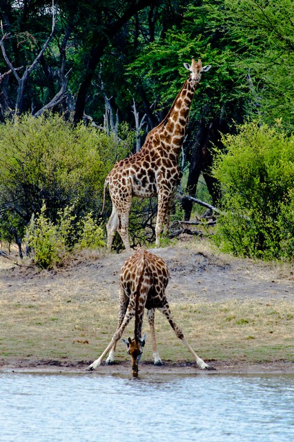 Giraffe and calf at waterhole, Hwange National Park, Zimbabwe