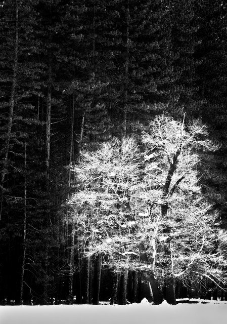 Tree in snow, Yosemite National Park, California