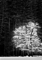 Tree in snow, Yosemite National Park, California