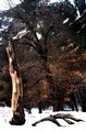 Golden leaves on black tree trunk, Yosemite National Park, California