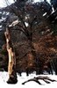 Golden leaves on black tree trunk, Yosemite National Park, California
