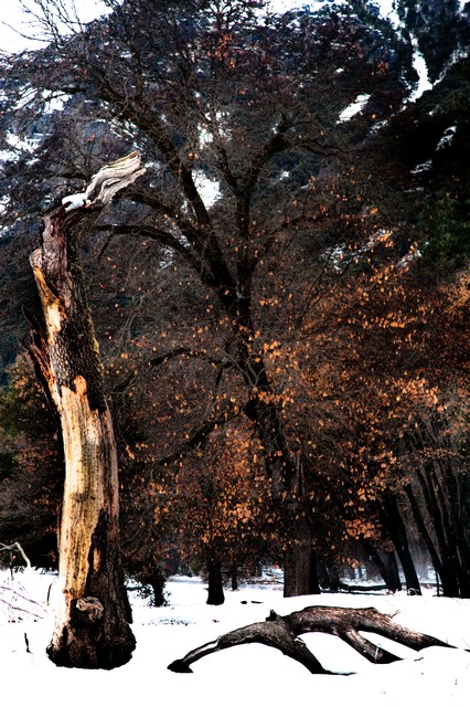 Golden leaves on black tree trunk, Yosemite National Park, California