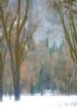 Trees in snow and mist (#1, color, vertical), Yosemite National Park, California