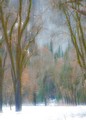 Trees in snow and mist (#1, color, vertical), Yosemite National Park, California