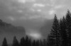 Trees in snow and mist (#2, black and white, horizontal), Yosemite National Park, California, United States