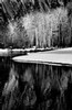Snowy trees reflected in Merced River, Yosemite National Park, California