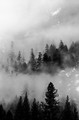 Trees in fog, Yosemite National Park, California