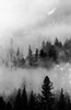 Trees in fog, Yosemite National Park, California