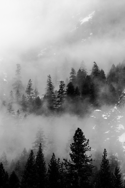 Trees in fog, Yosemite National Park, California