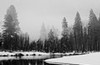 Merced River and trees in mist, Yosemite National Park, California
