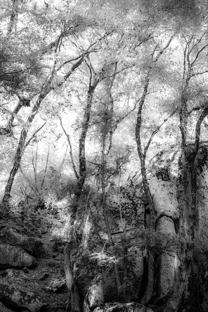 Trees near Wildcat Creek Falls, Yosemite National Park, California