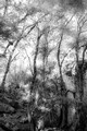 Trees near Wildcat Creek Falls, Yosemite National Park, California
