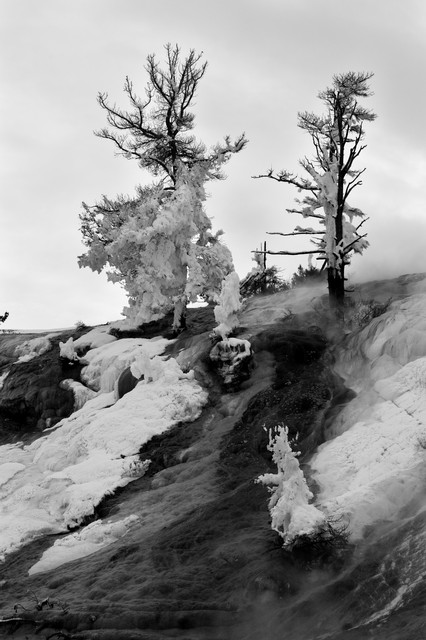 Snow on trees, Mammoth Hot Springs, Yellowstone National Park, Wyoming
