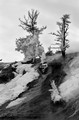 Snow on trees, Mammoth Hot Springs, Yellowstone National Park, Wyoming