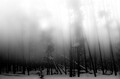 Trees in mist, Yellowstone National Park, Wyoming
