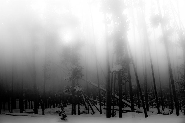 Trees in mist, Yellowstone National Park, Wyoming