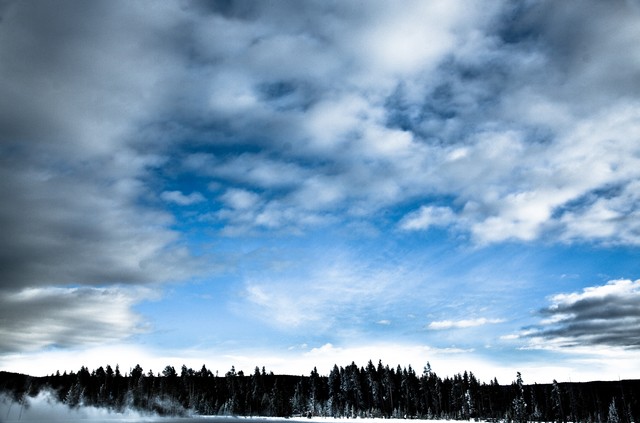 Blue skies and white clouds over trees, Yellowstone National Park, Wyoming