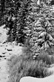 Trees and brush in snow, Yellowstone National Park, Wyoming