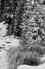 Trees and brush in snow, Yellowstone National Park, Wyoming