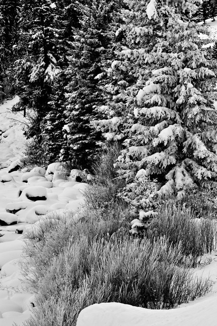 Trees and brush in snow, Yellowstone National Park, Wyoming