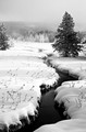 Trees and creek in snow, (#3, black and white, vertical), Yellowstone National Park, Wyoming