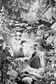 Trees, creek and snow, Yellowstone National Park, Wyoming