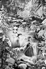 Trees, creek and snow, Yellowstone National Park, Wyoming
