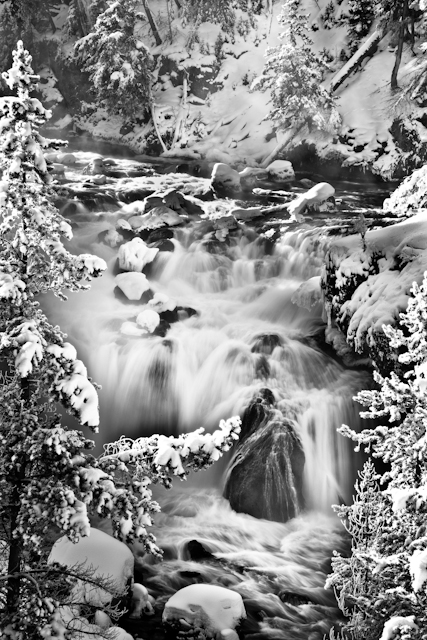 Trees, creek and snow, Yellowstone National Park, Wyoming
