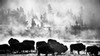 Bison and trees in mist, (black and white, #1), Yellowstone National Park, Wyoming