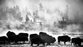 Bison and trees in mist, (black and white, #1), Yellowstone National Park, Wyoming