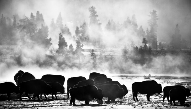 Bison and trees in mist, (black and white, #1), Yellowstone National Park, Wyoming