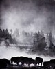 Bison and trees in mist, (black and white, #2), Yellowstone National Park, Wyoming