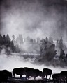 Bison and trees in mist, (black and white, #2), Yellowstone National Park, Wyoming