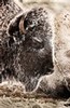 Bison in snow, (color, #1), Yellowstone National Park, Wyoming